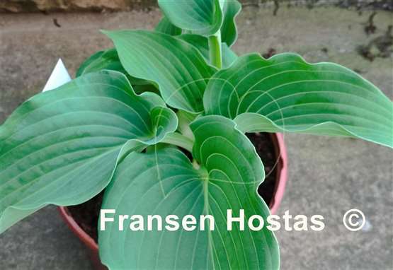 Hosta Blue Life